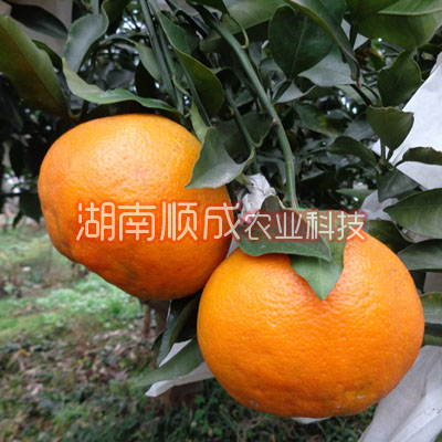 春見雜柑 又名春見、春見桔橙